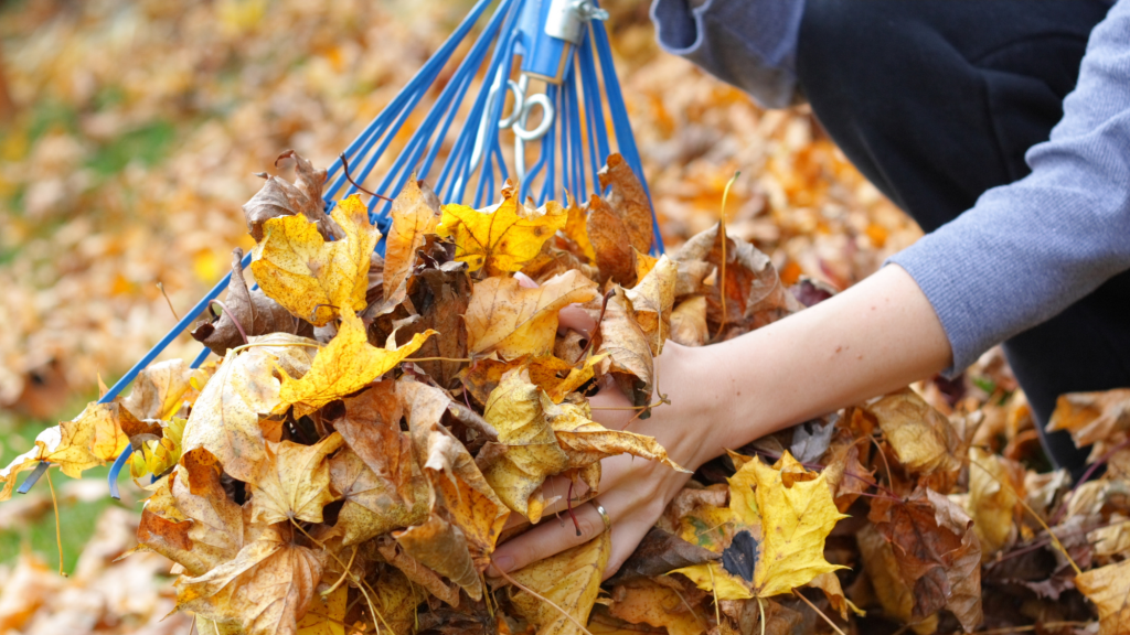 using chiropractic tips to not hurt your back while raking fall leaves