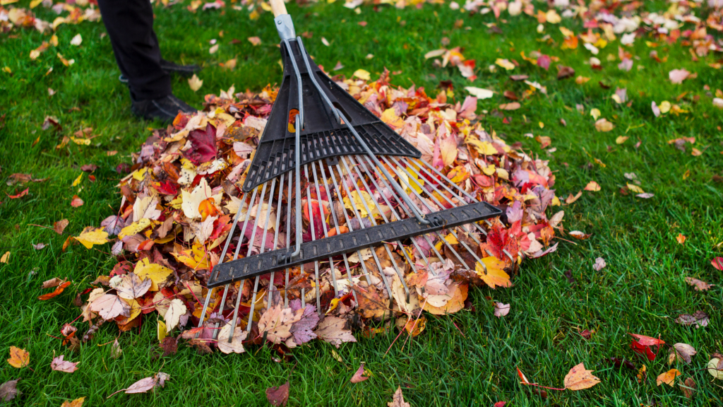 finishing raking leaves while avoiding back pain using chiropractic tips