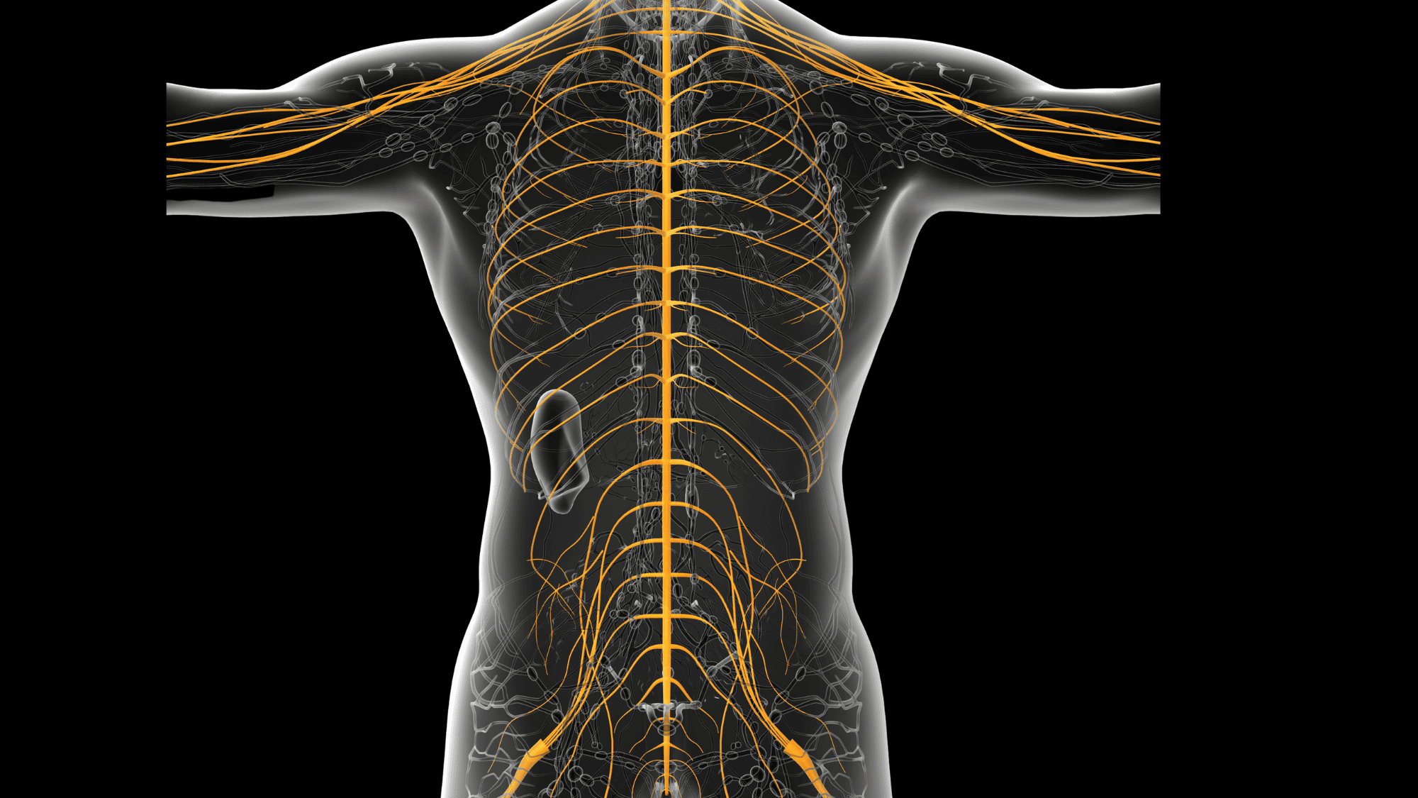 spinal nerves